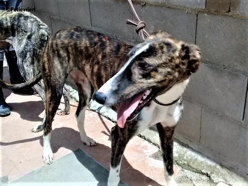Milu adozione levrieri galgo 2 1