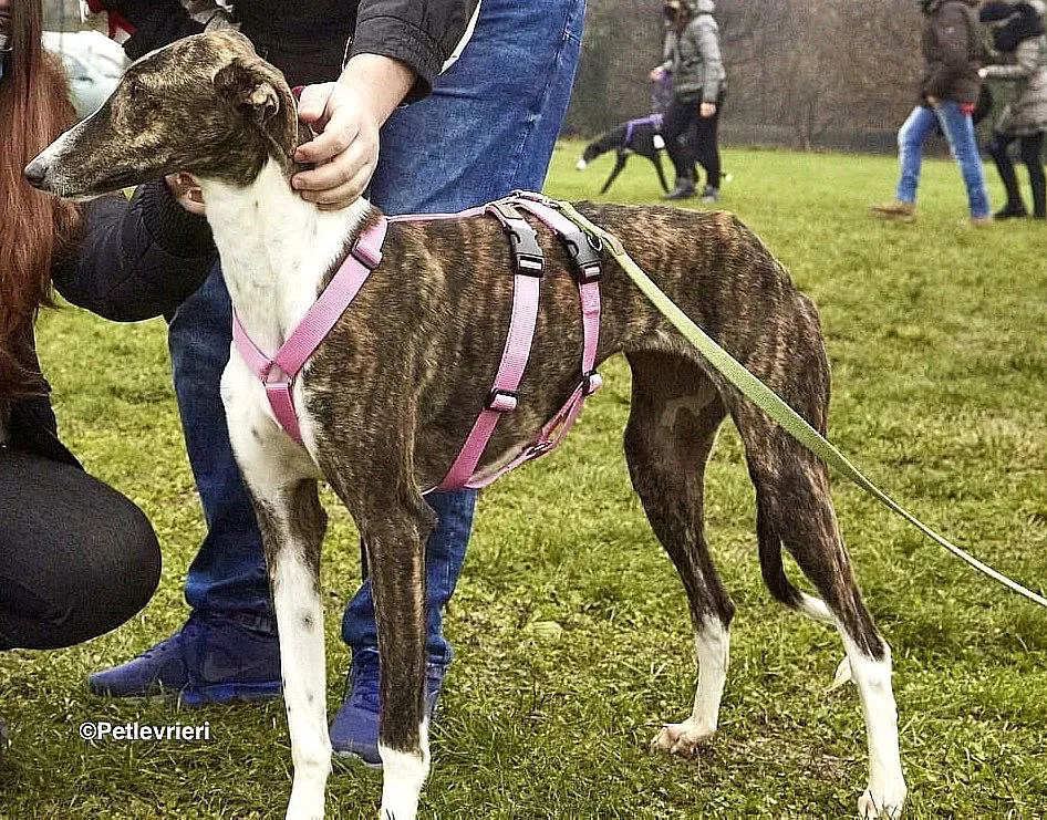 Milu adozione levrieri galgo 2