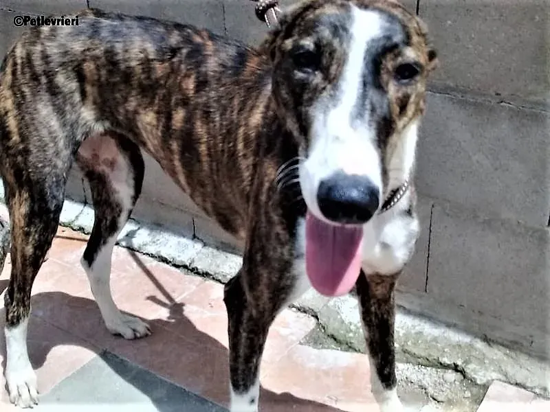 Milu adozione levrieri galgo 3 1