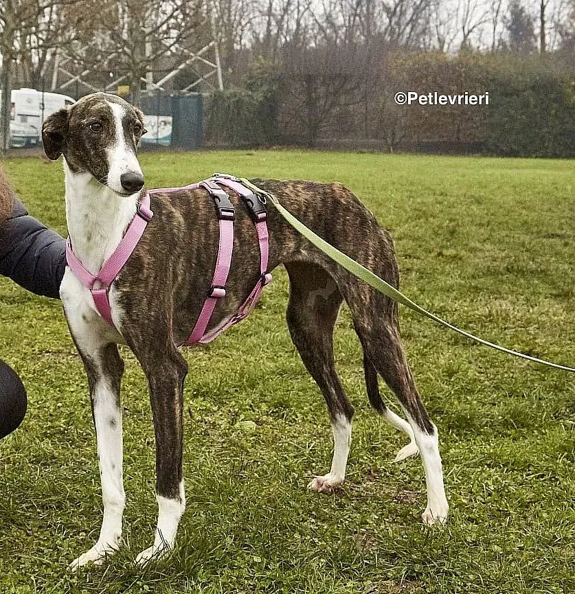 Milu adozione levrieri galgo 3