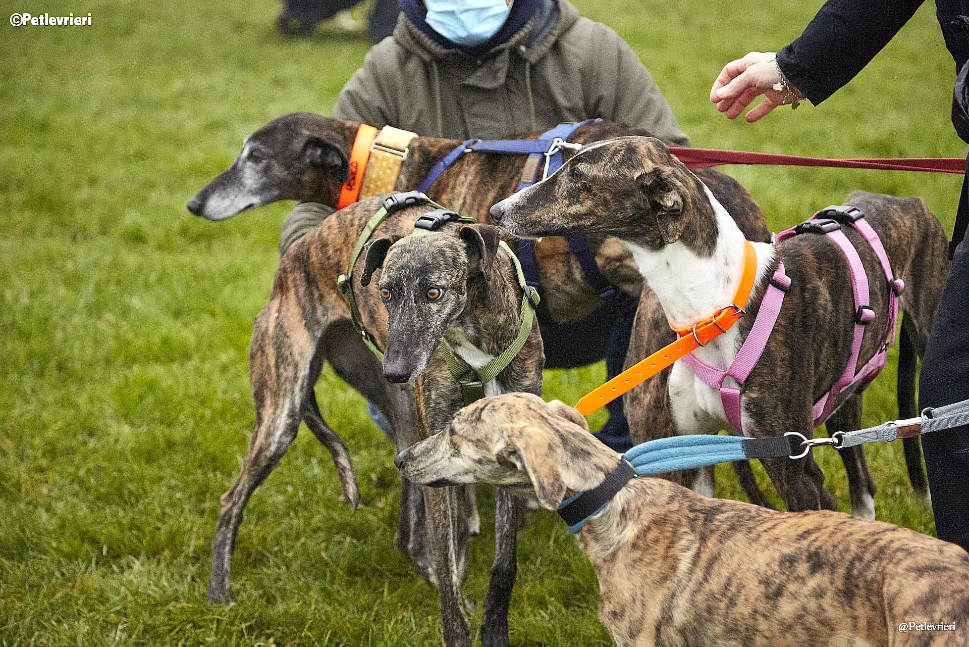 Milu adozione levrieri galgo 3