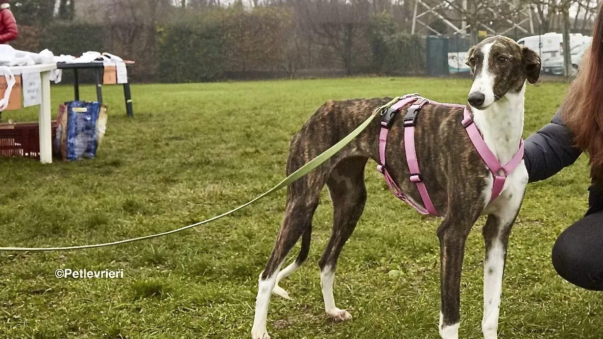 Milu adozione levrieri galgo 7