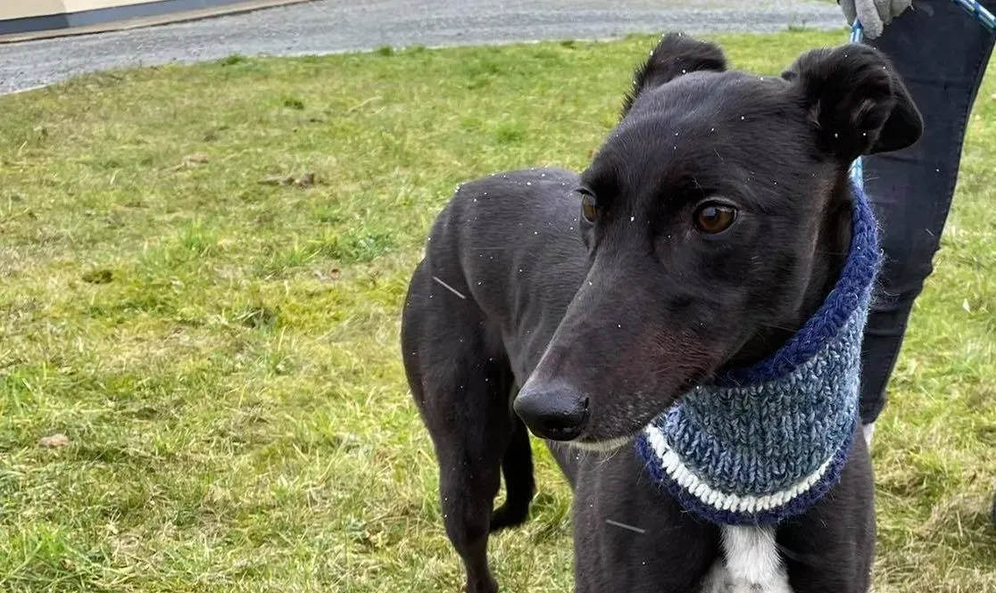 Mimosa adozione levrieri greyhound 1 e1612950068372