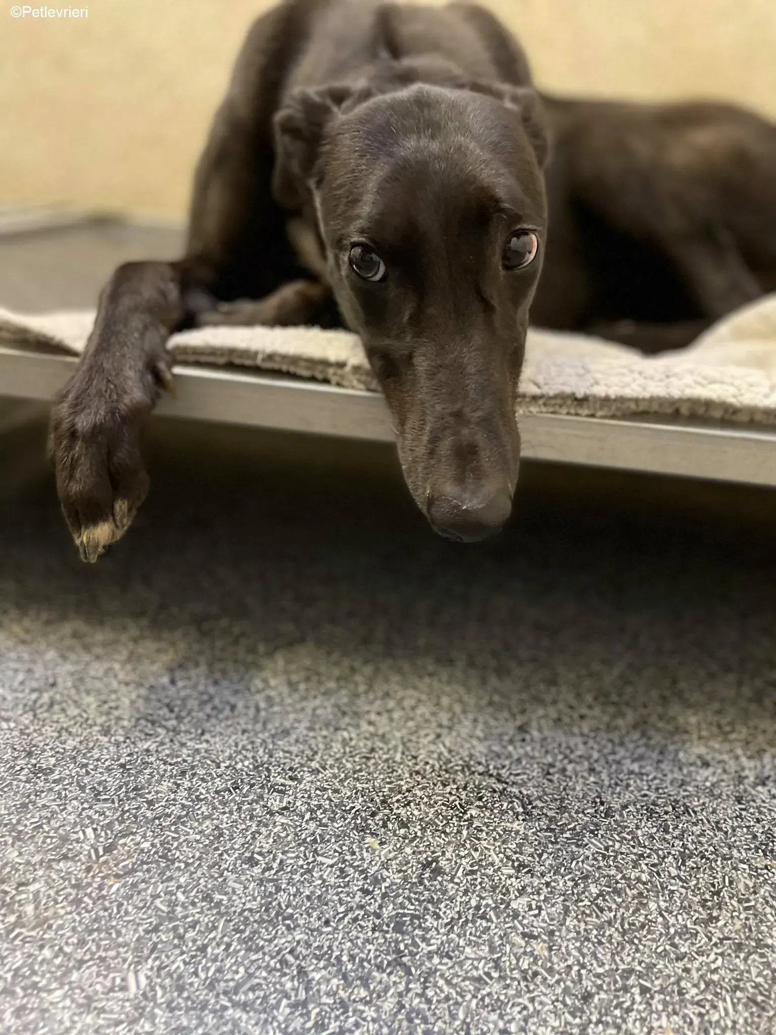 Mimosa adozione levrieri greyhound 10