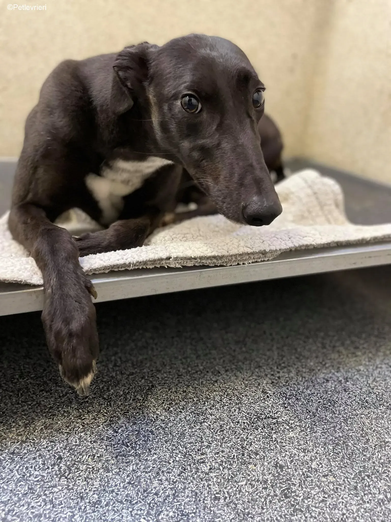 Mimosa adozione levrieri greyhound 12