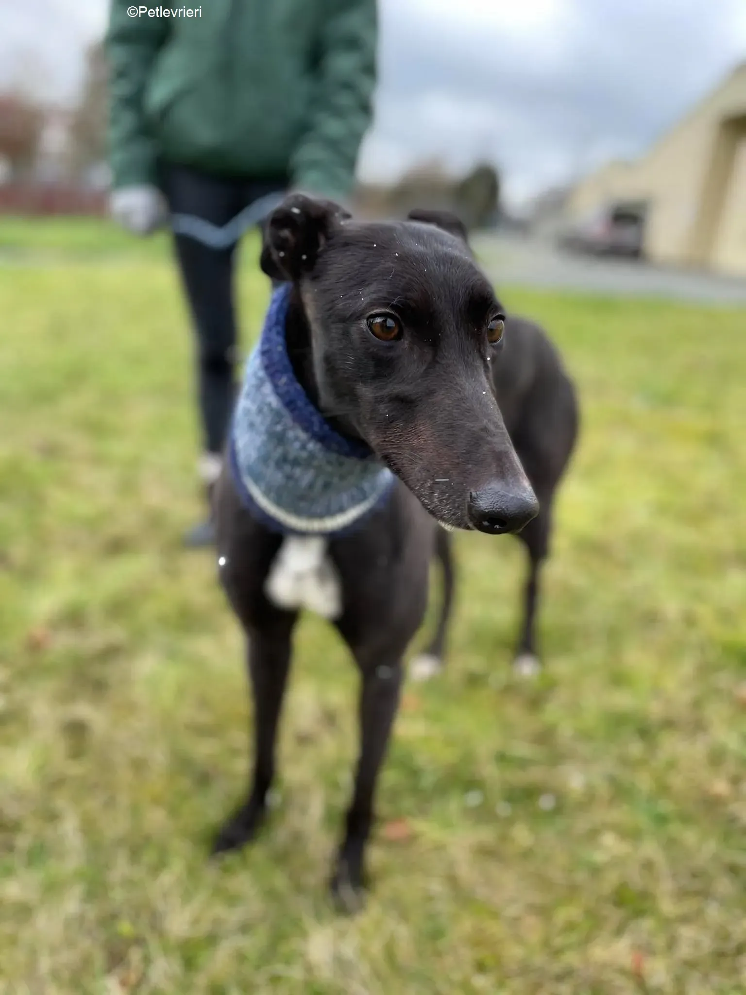 Mimosa adozione levrieri greyhound 2