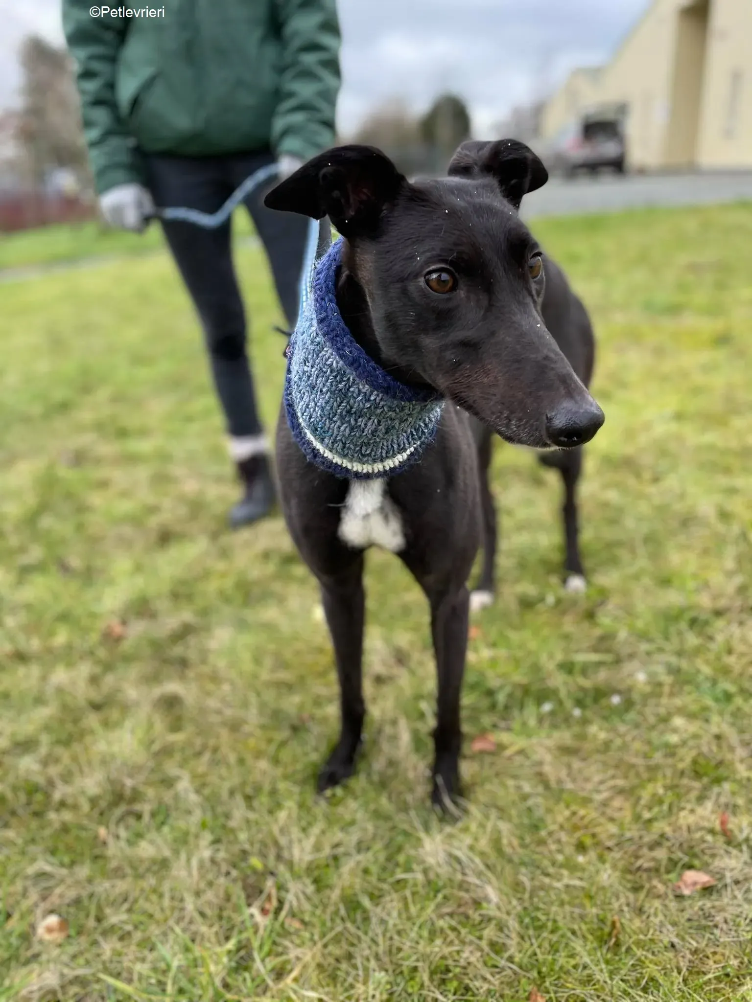 Mimosa adozione levrieri greyhound 3