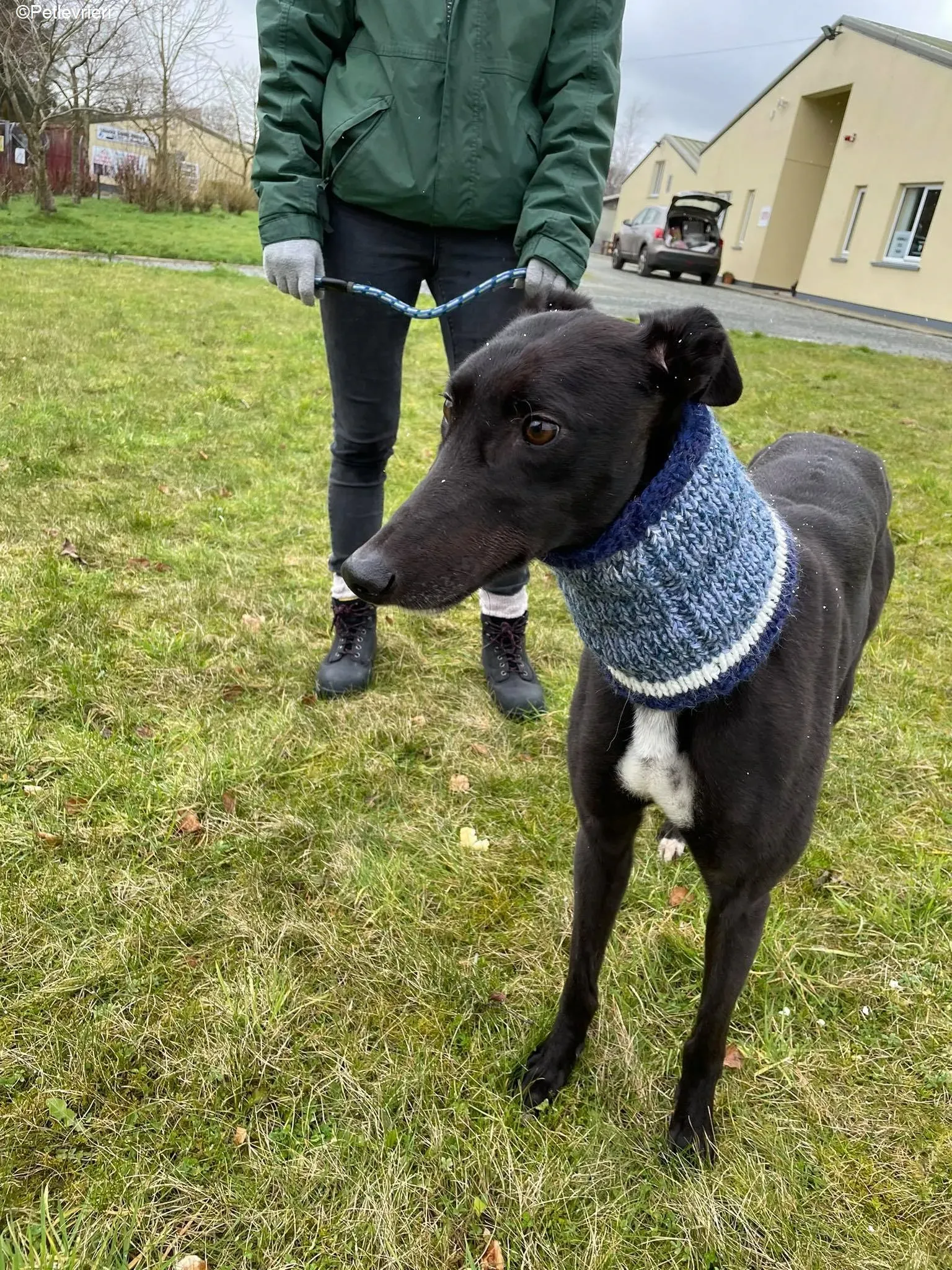 Mimosa adozione levrieri greyhound 4