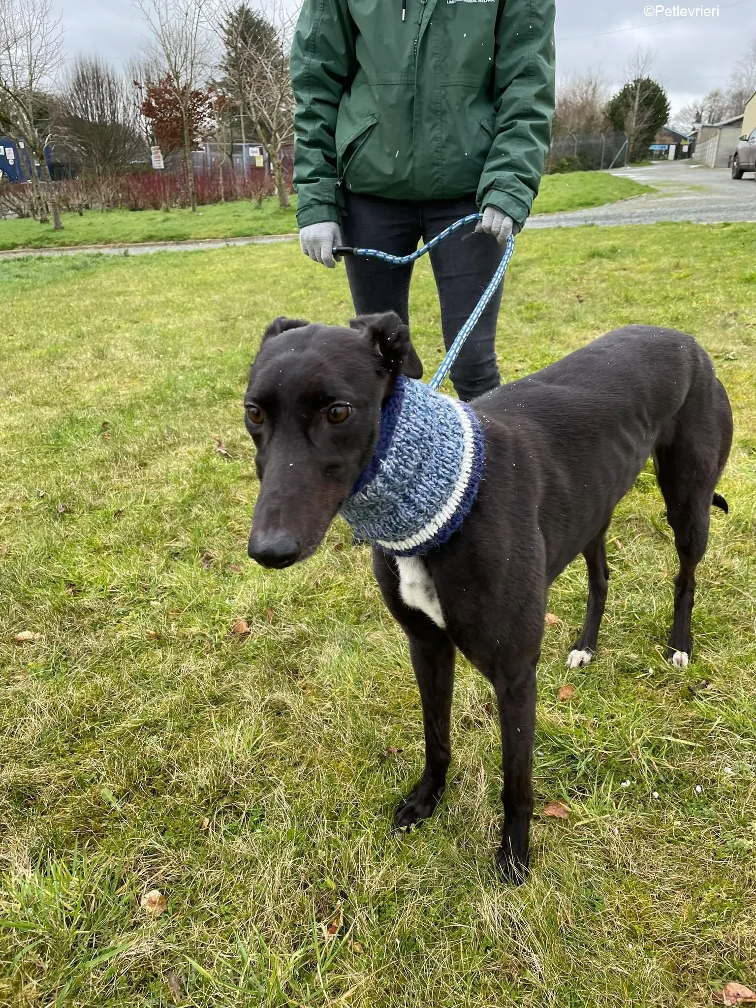 Mimosa adozione levrieri greyhound 5