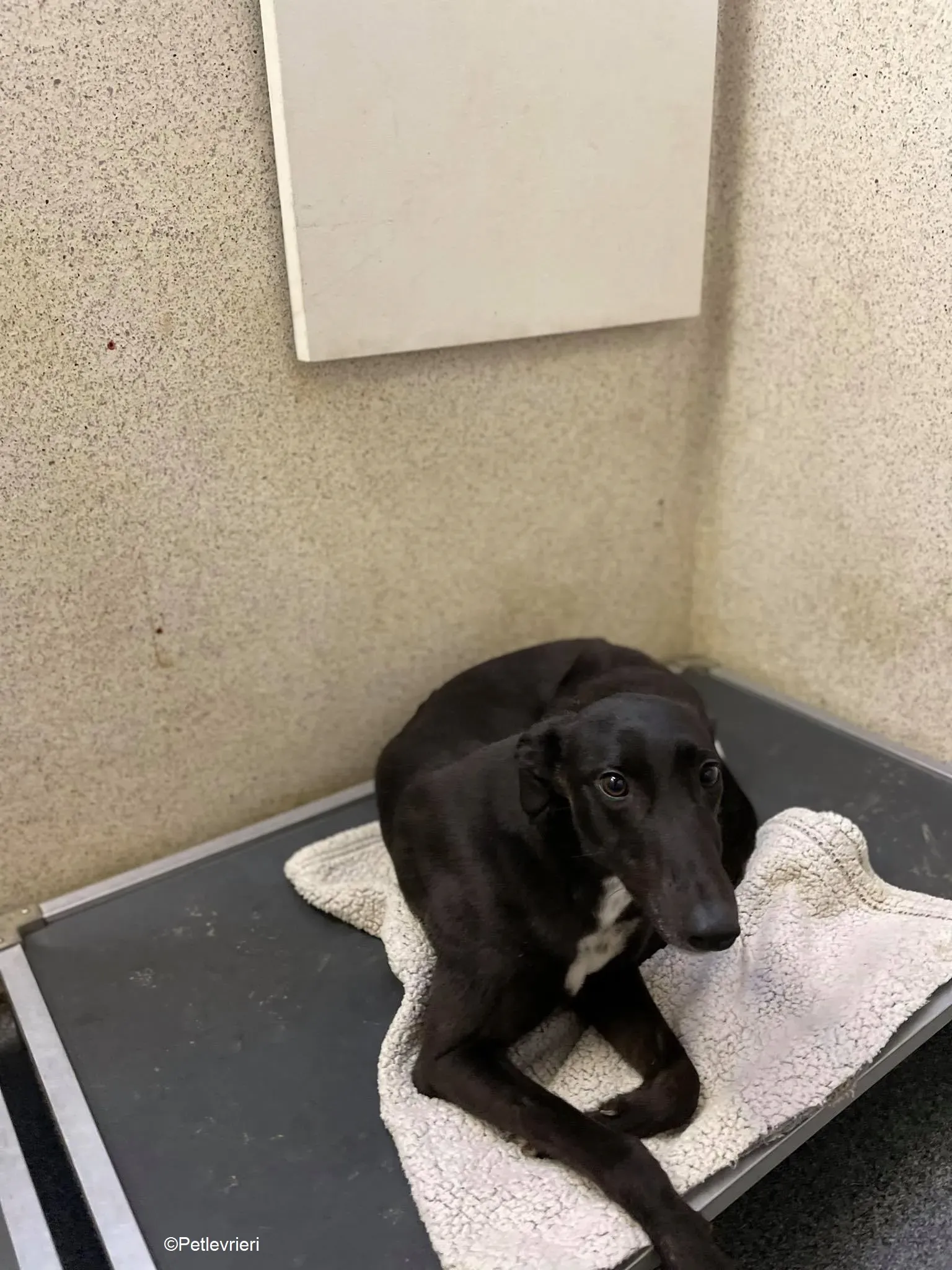 Mimosa adozione levrieri greyhound 7