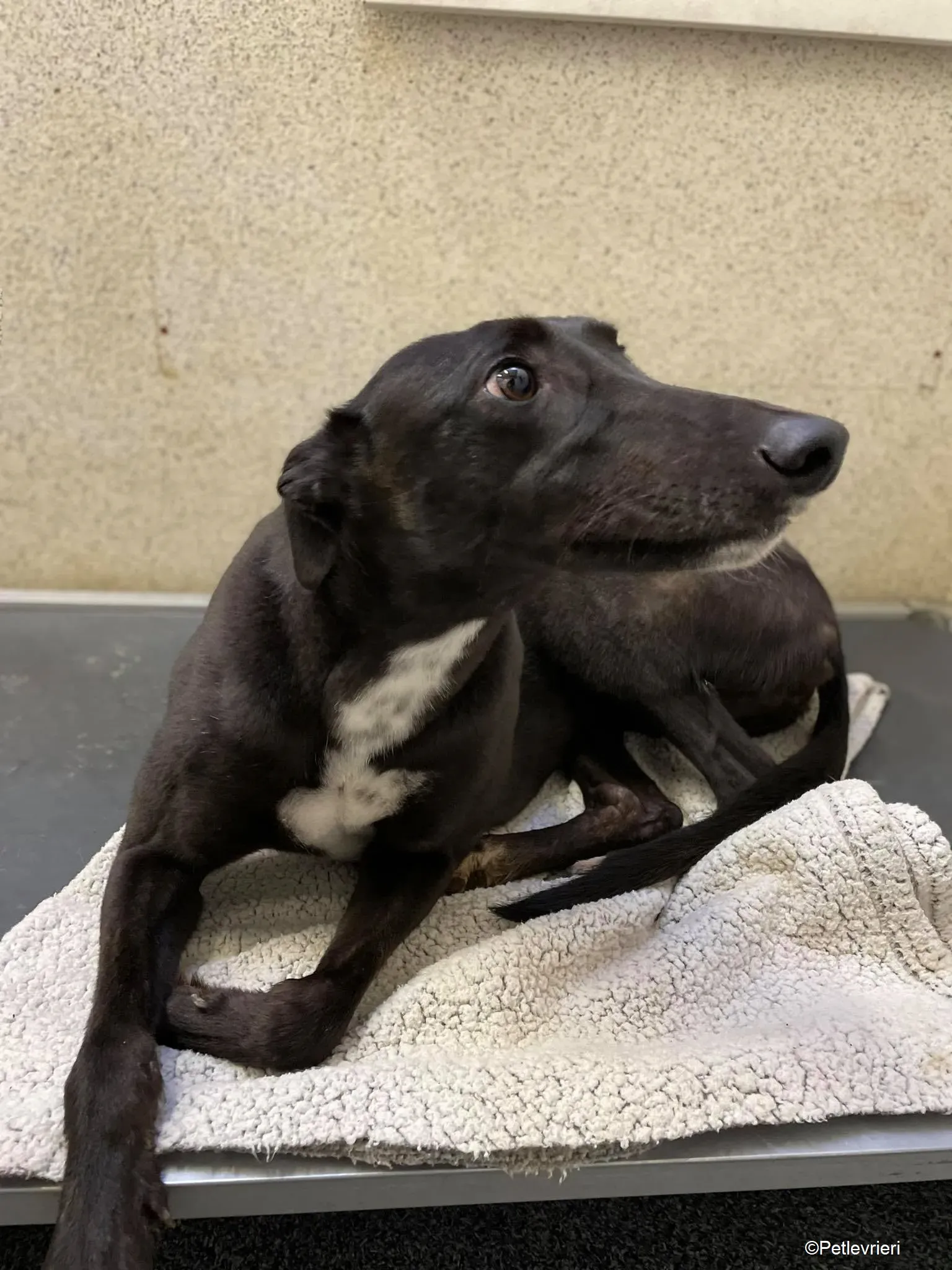 Mimosa adozione levrieri greyhound 8