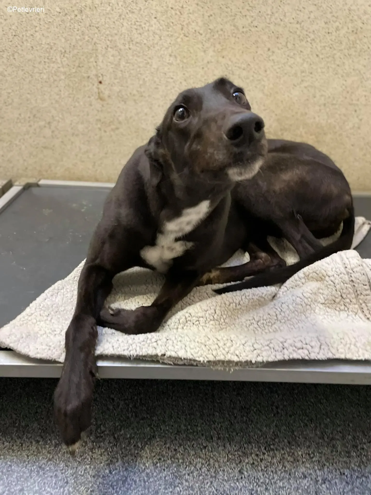 Mimosa adozione levrieri greyhound 9