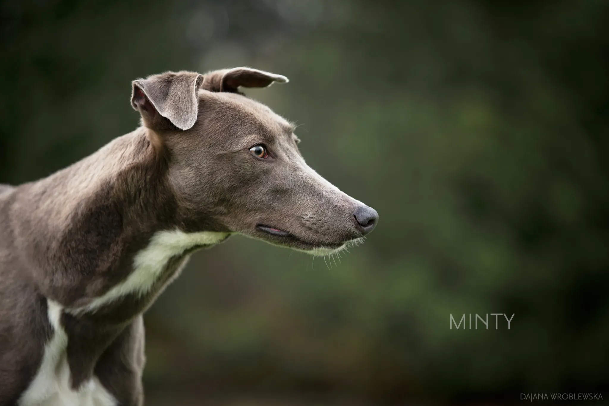 Minty  Greyhound Rescue adozione Levrieri 1