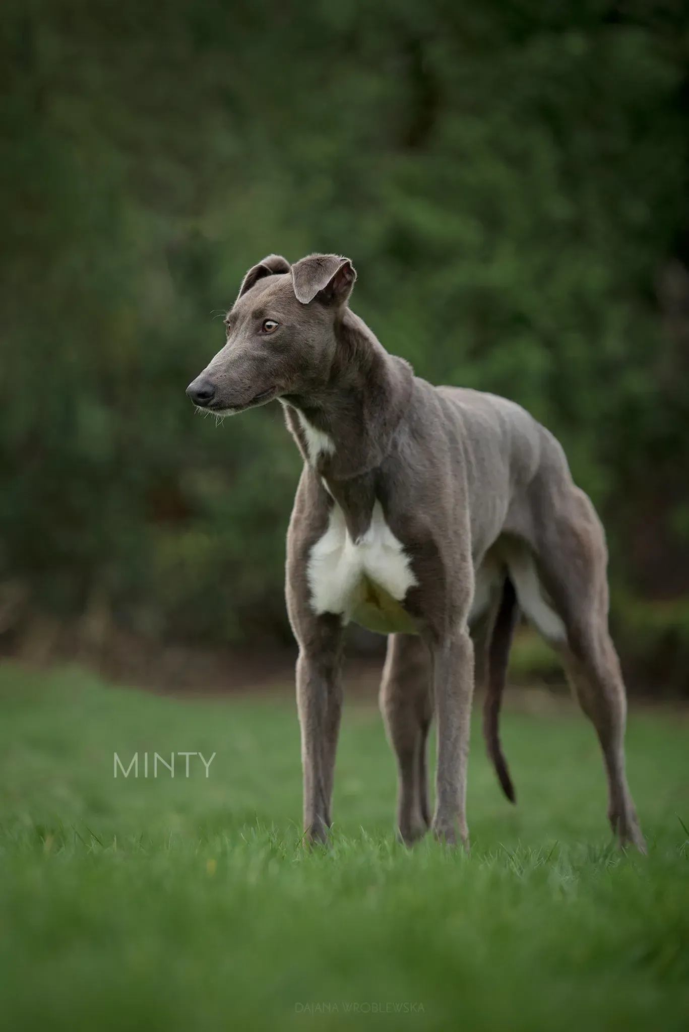 Minty  Greyhound Rescue adozione Levrieri 2