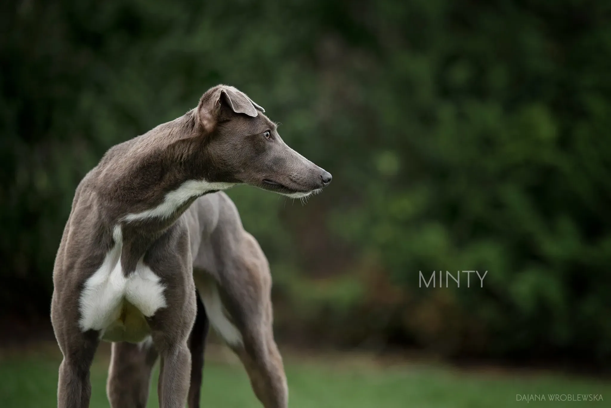 Minty  Greyhound Rescue adozione Levrieri 3
