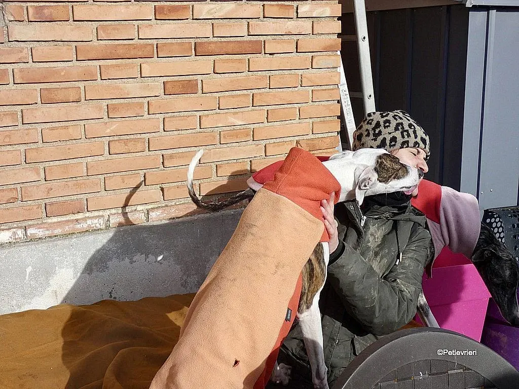 Mira adozione levrieri galgo 1