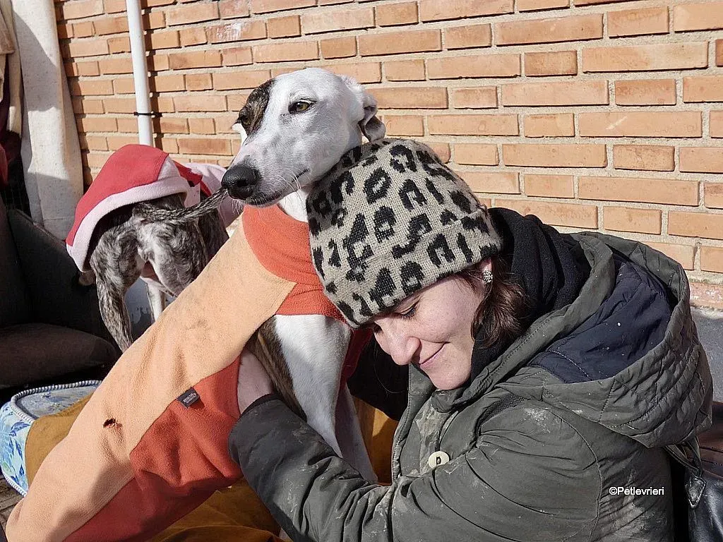 Mira adozione levrieri galgo 2