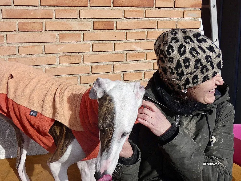 Mira adozione levrieri galgo 3