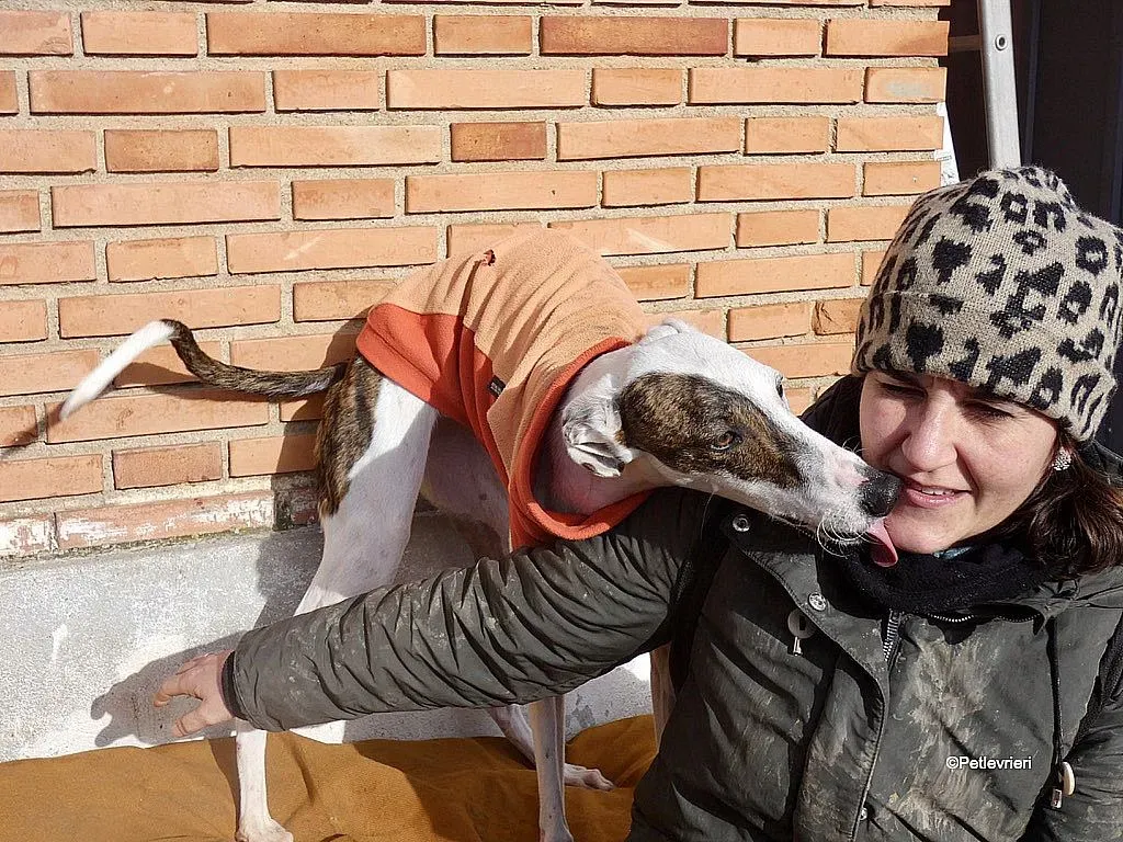 Mira adozione levrieri galgo 4