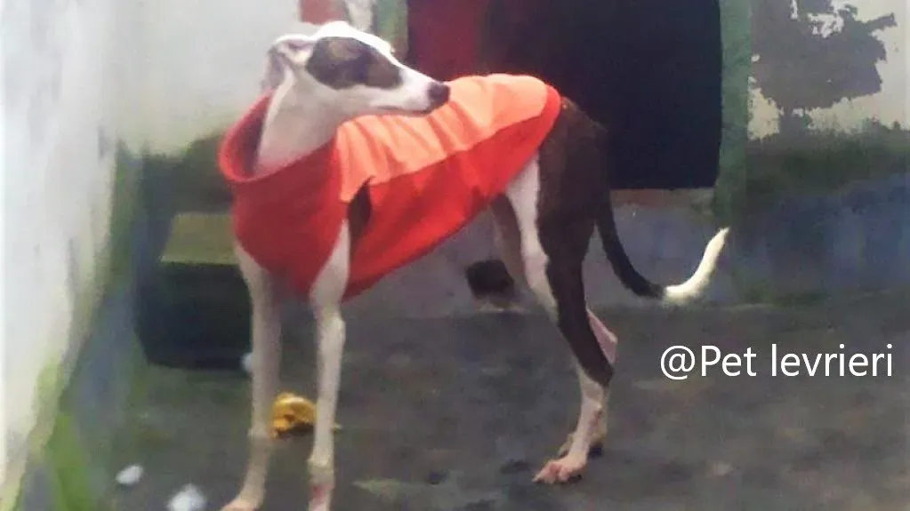 Mira adozione levriero galgo 01