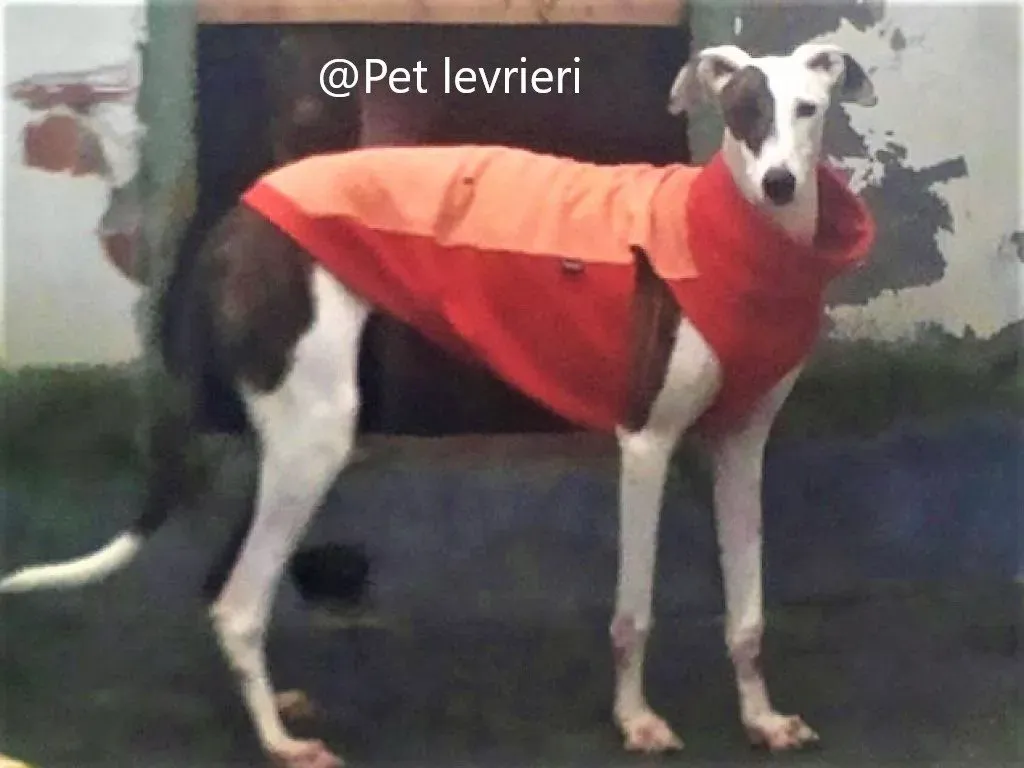 Mira adozione levriero galgo 02