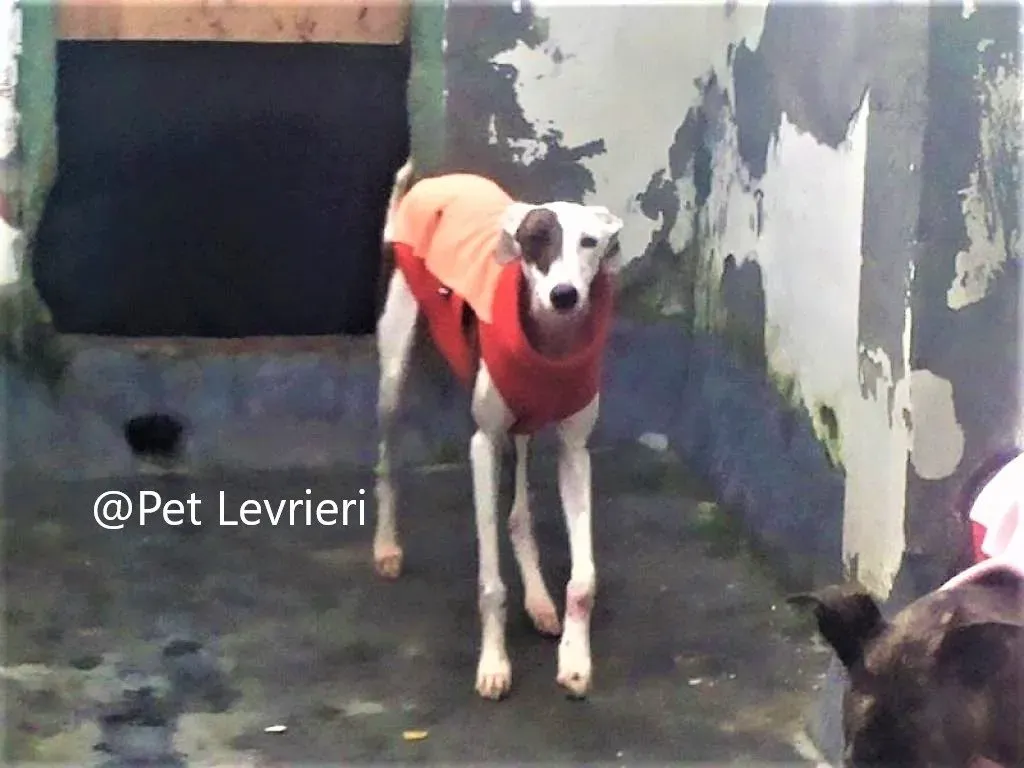 Mira adozione levriero galgo 03
