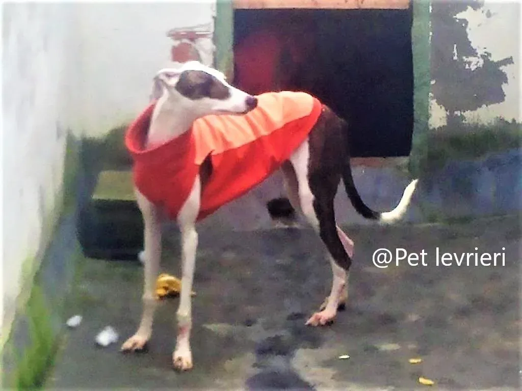 Mira adozione levriero galgo 05