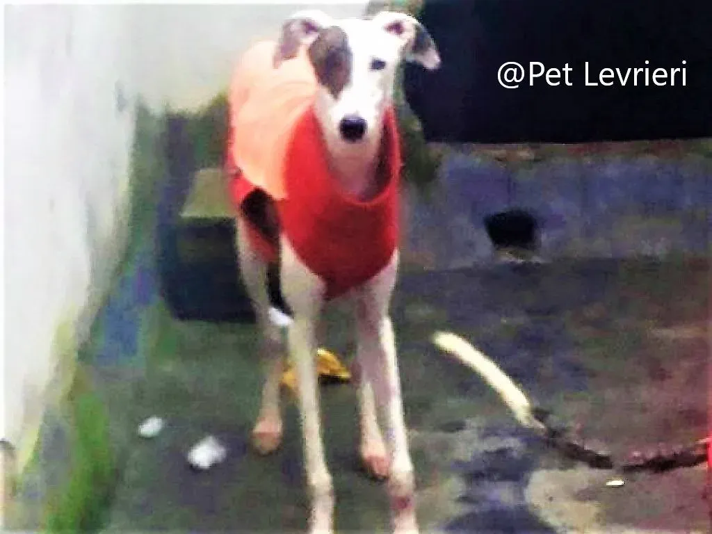 Mira adozione levriero galgo 06