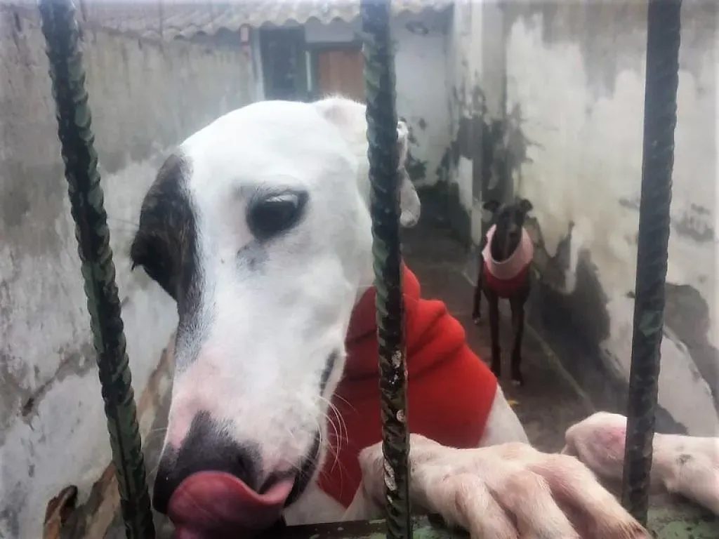 Mira adozione levriero galgo 07