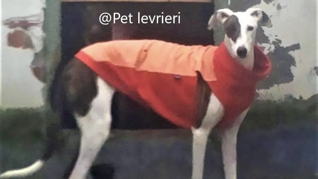 Mira adozione levriero galgo 08