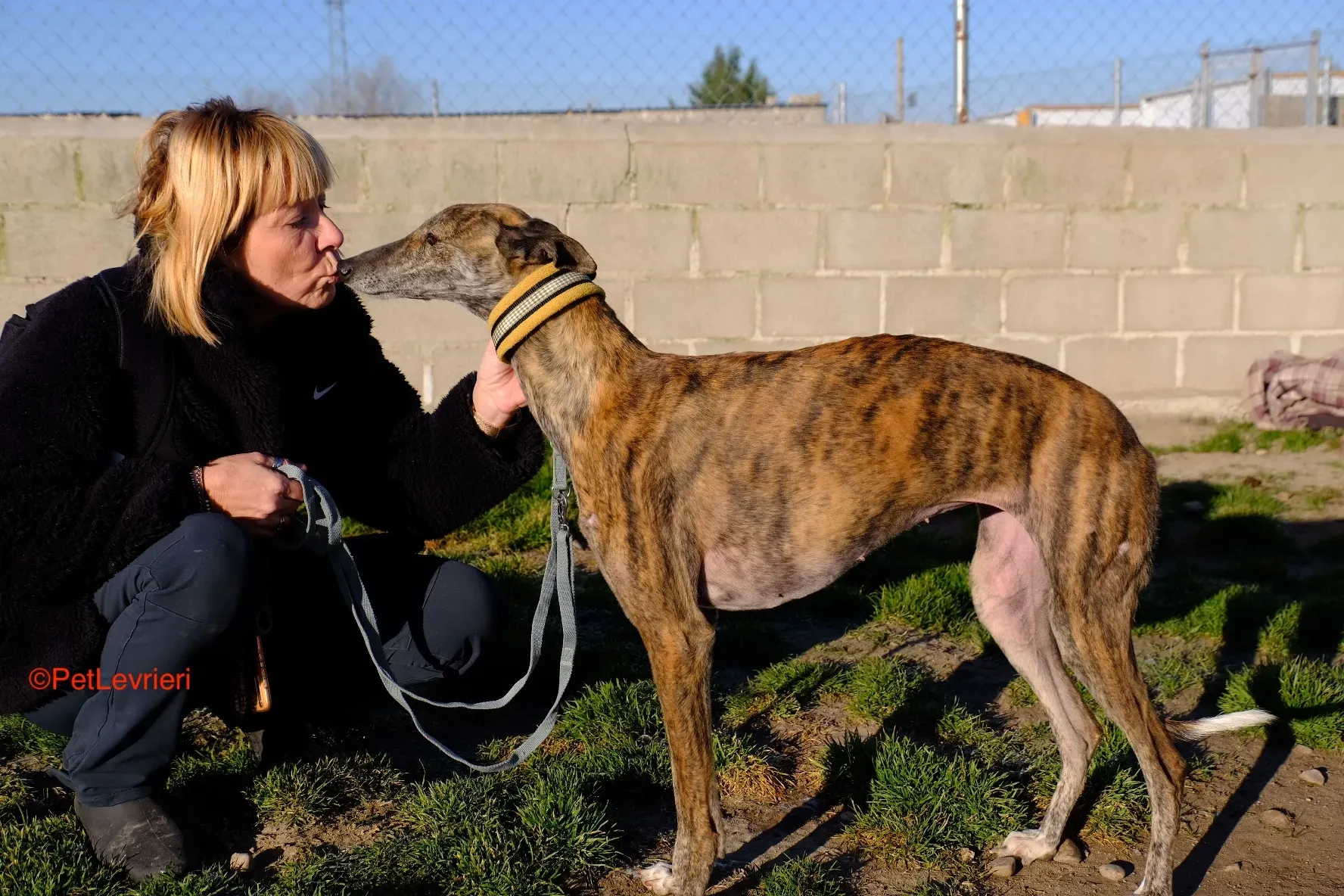 Miranda adozione galgo pet kevrieri onlus 2