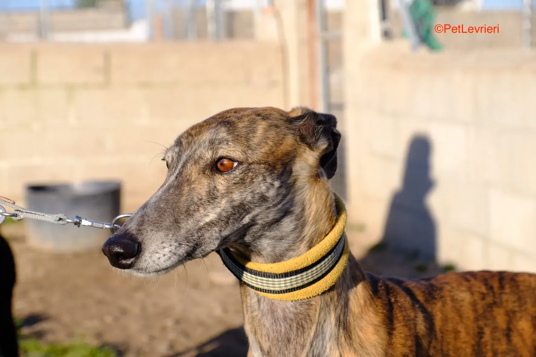 Miranda adozione galgo pet levrieri onlus 11