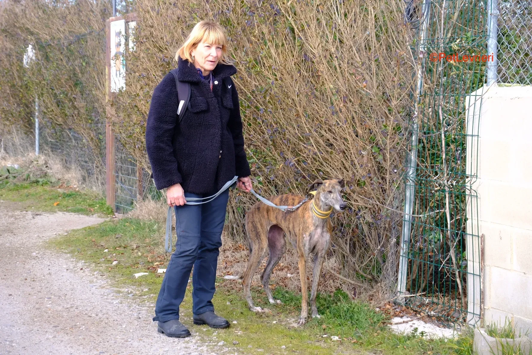 Miranda adozione galgo pet levrieri onlus 12