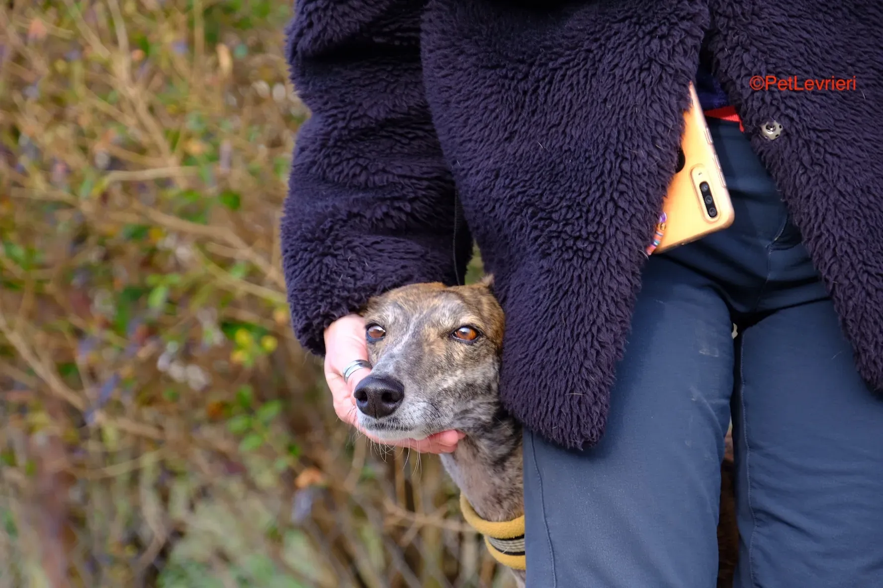 Miranda adozione galgo pet levrieri onlus 13