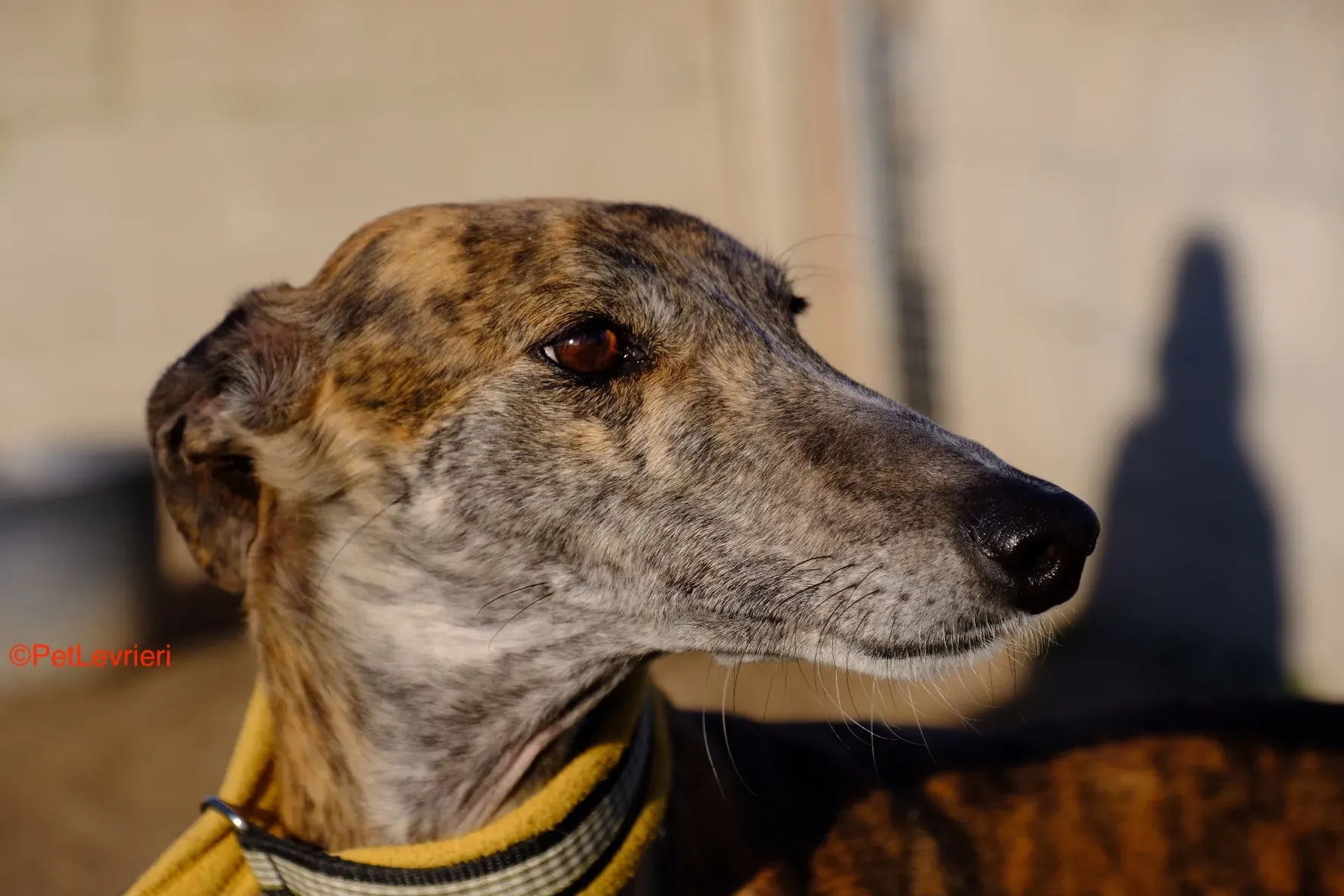 Miranda adozione galgo pet levrieri onlus 14