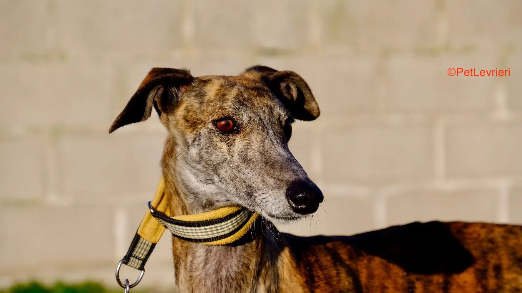 Miranda adozione galgo pet levrieri onlus 15