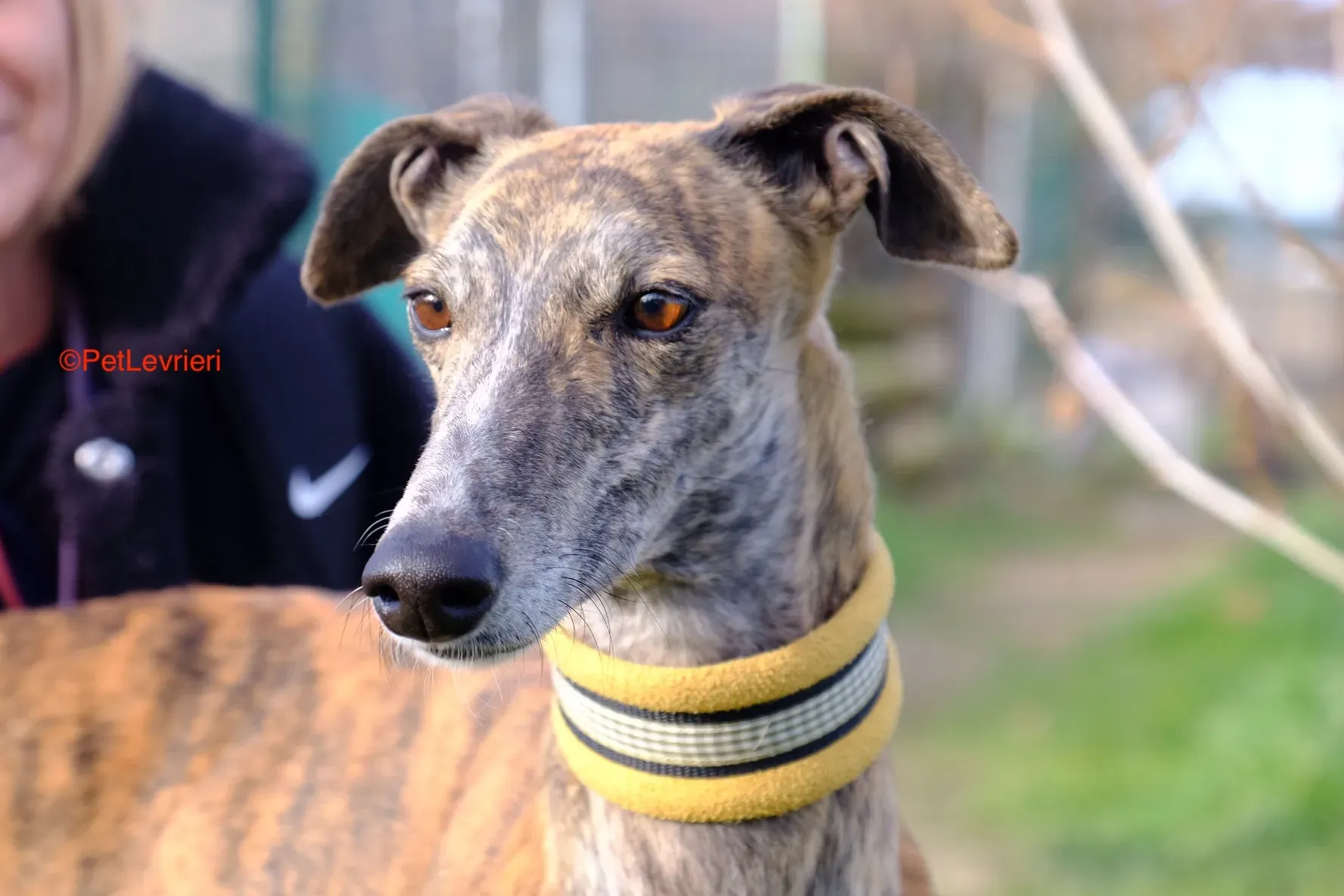 Miranda adozione galgo pet levrieri onlus 3