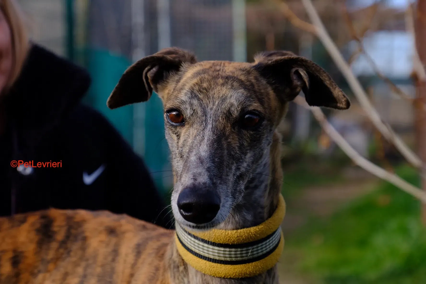 Miranda adozione galgo pet levrieri onlus 4