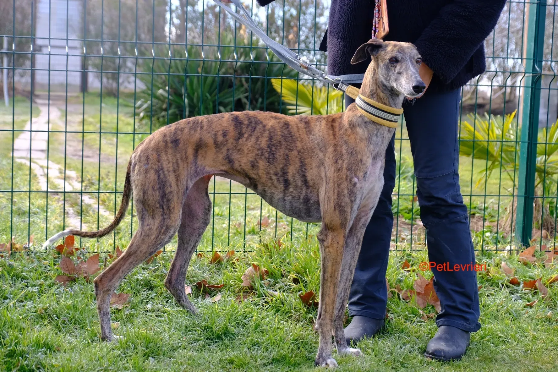 Miranda adozione galgo pet levrieri onlus 5