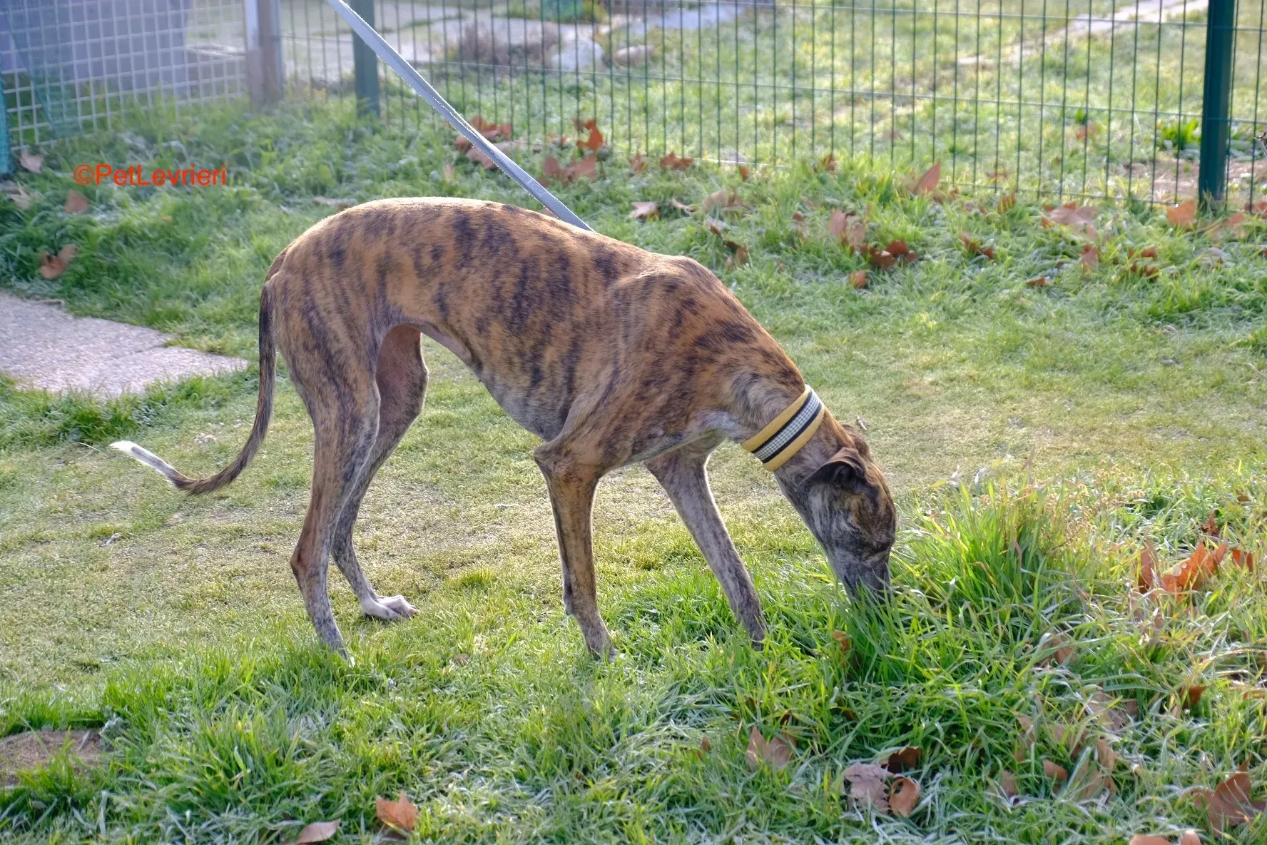 Miranda adozione galgo pet levrieri onlus 6