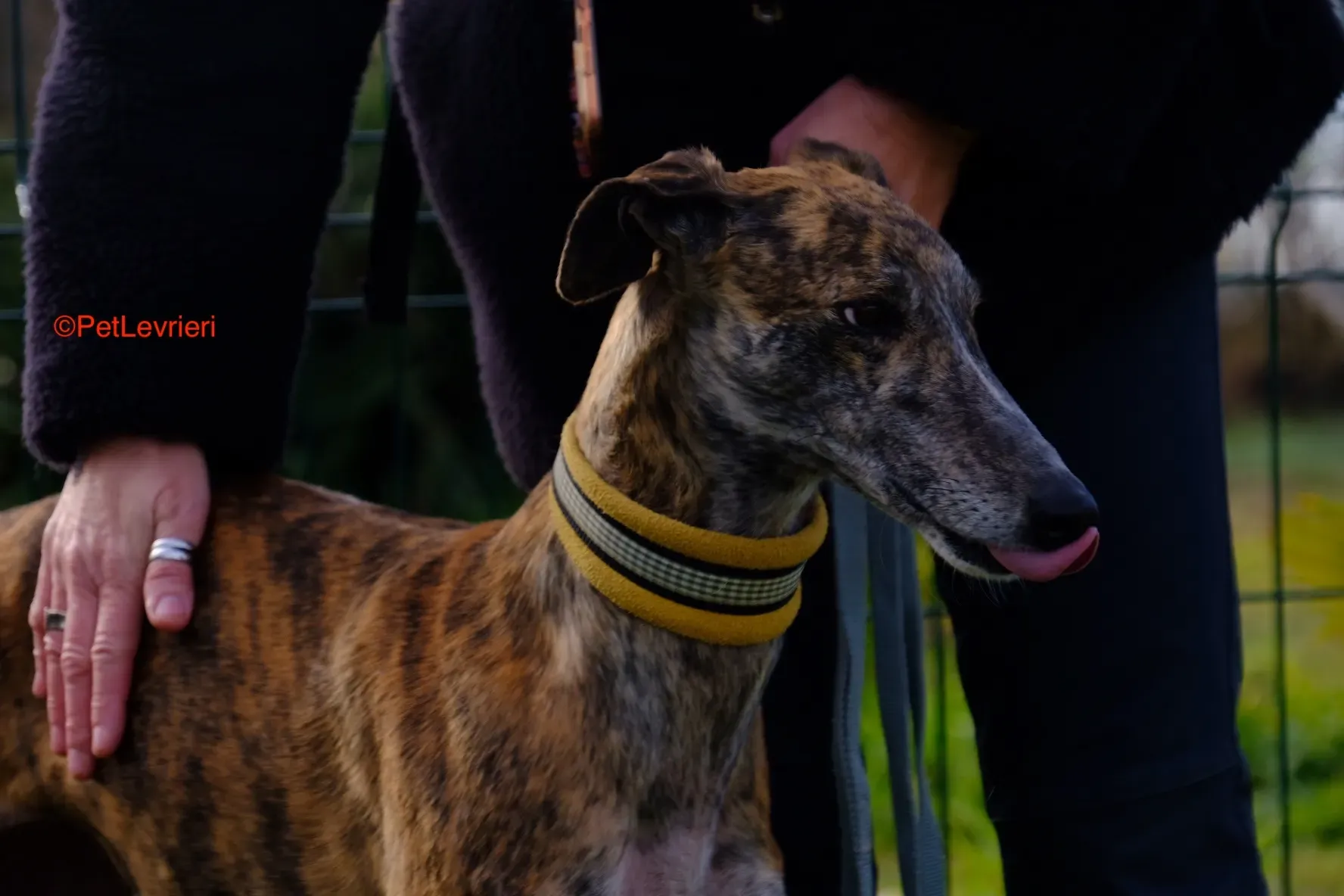Miranda adozione galgo pet levrieri onlus 7