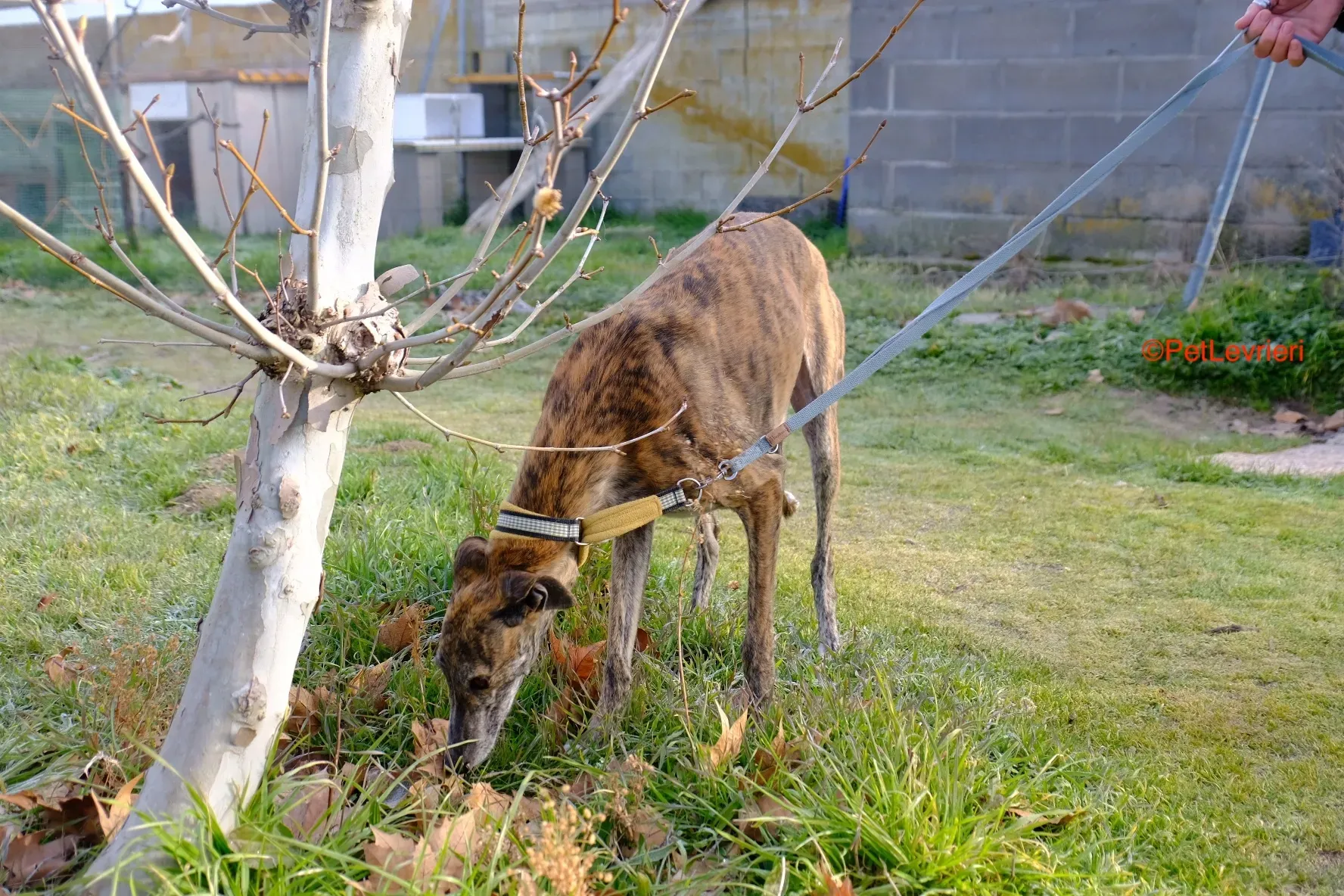 Miranda adozione galgo pet levrieri onlus 8