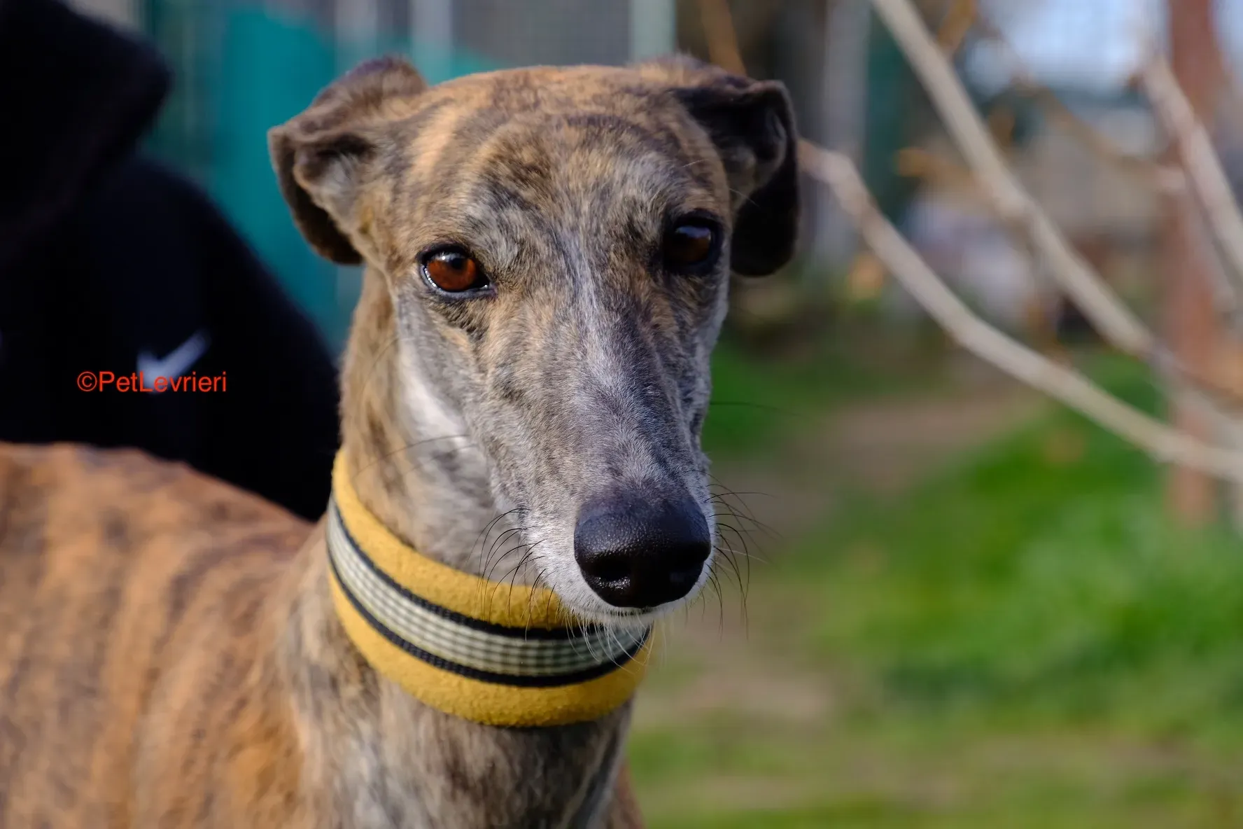 Miranda adozione galgo pet levrieri onlus 9