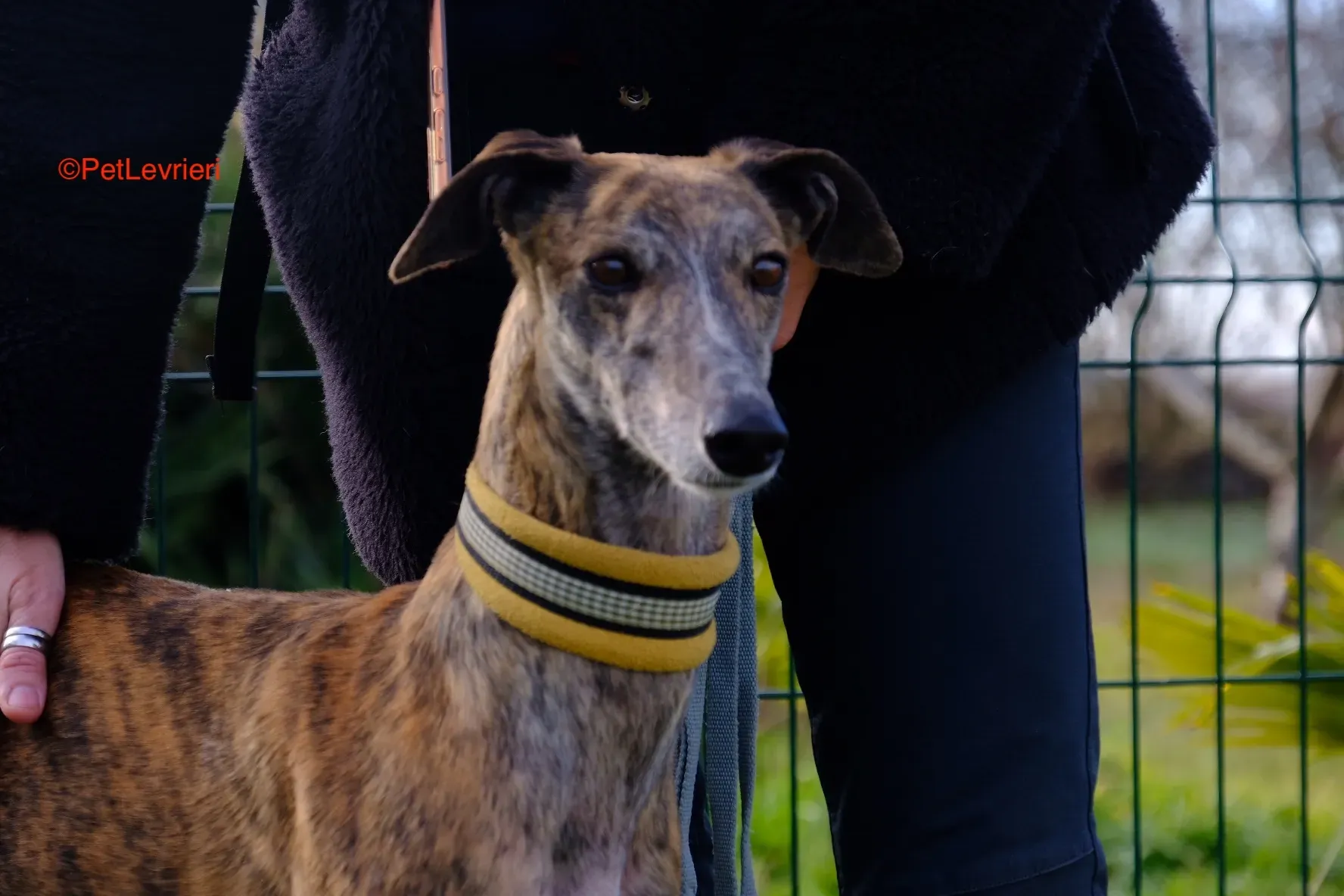 Miranda adozione gelgo pet levrieri onlus 1