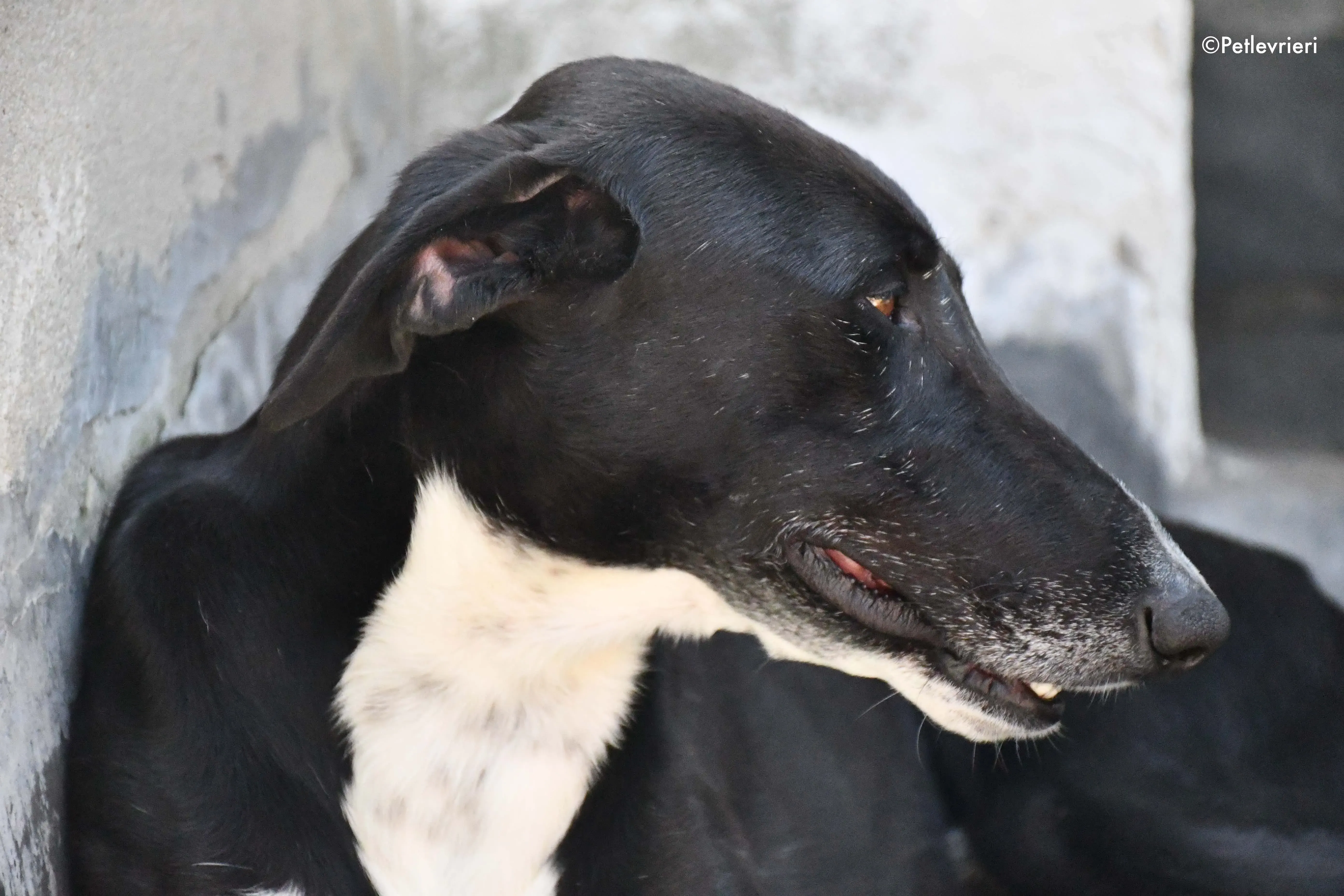 Mirlo adozione levrieri galgo 1