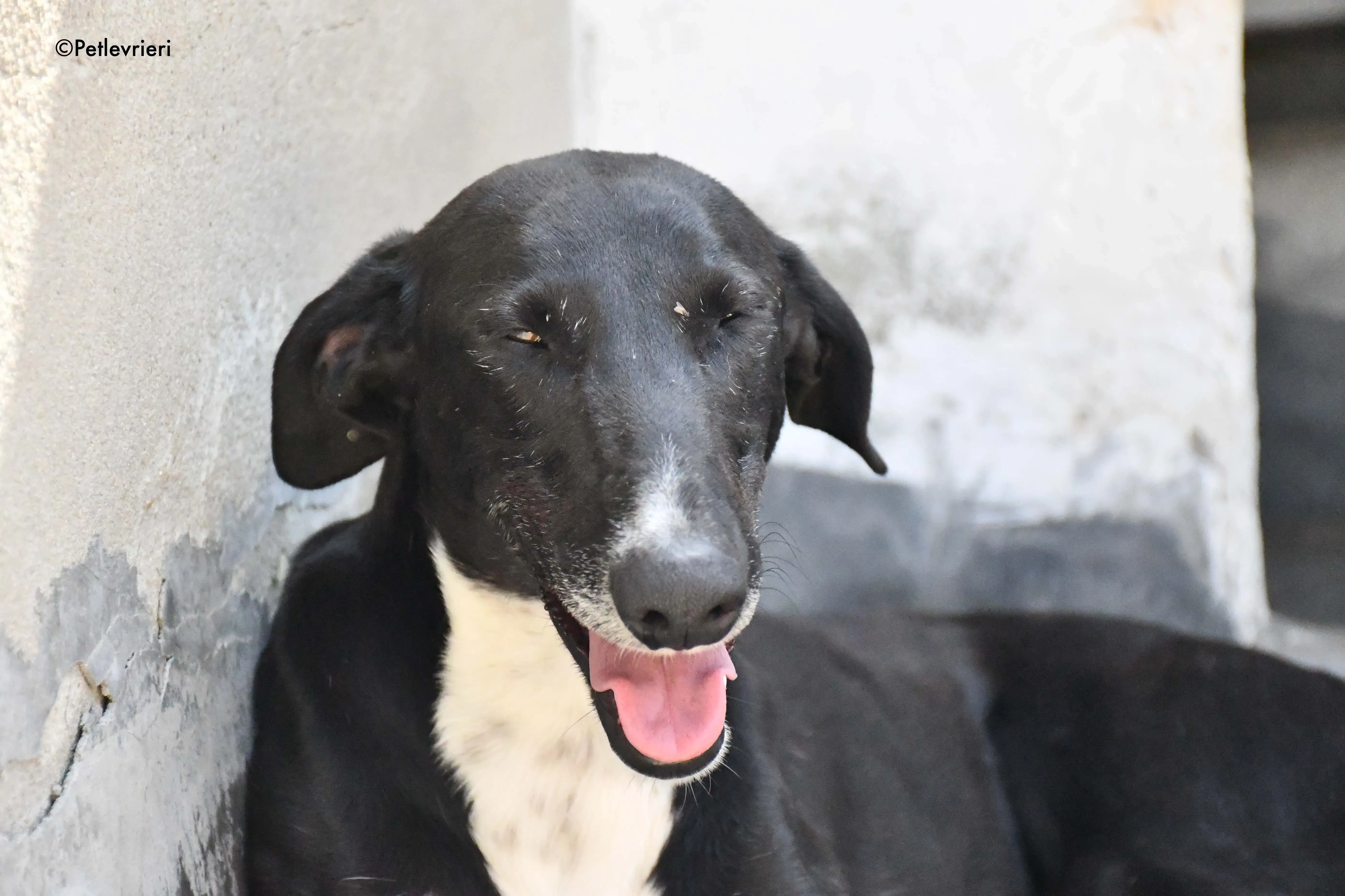 Mirlo adozione levrieri galgo 2