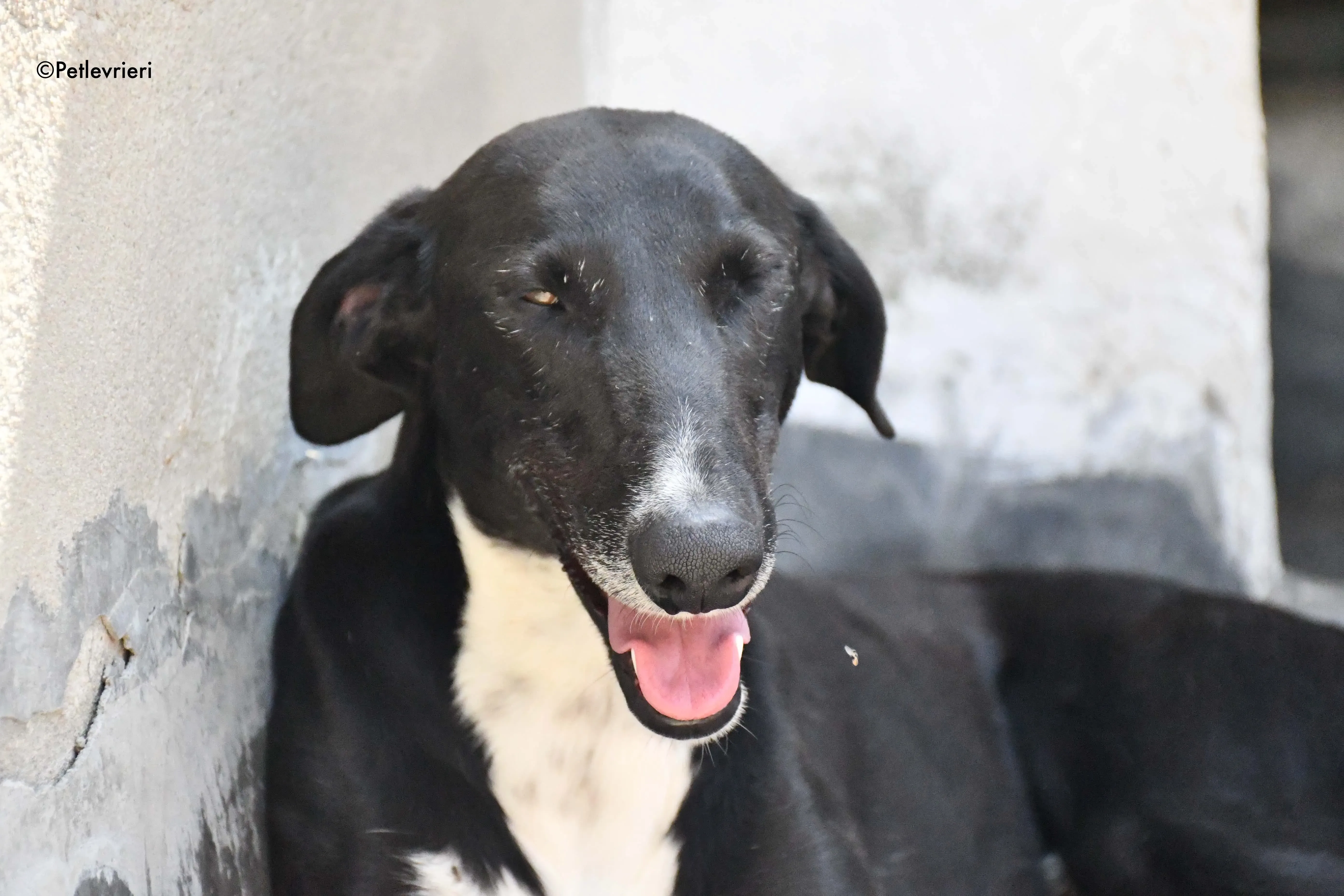 Mirlo adozione levrieri galgo 3