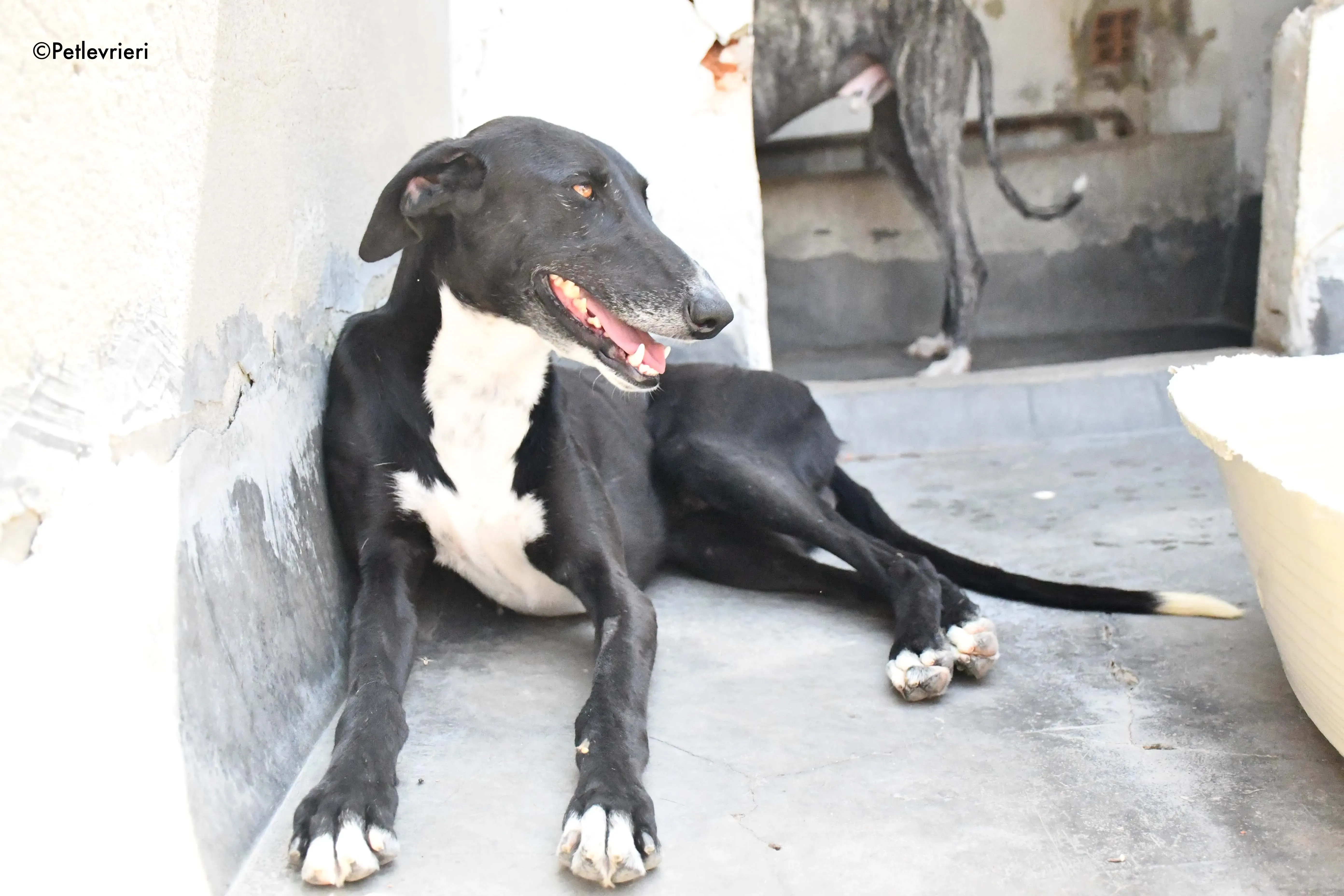 Mirlo adozione levrieri galgo 5