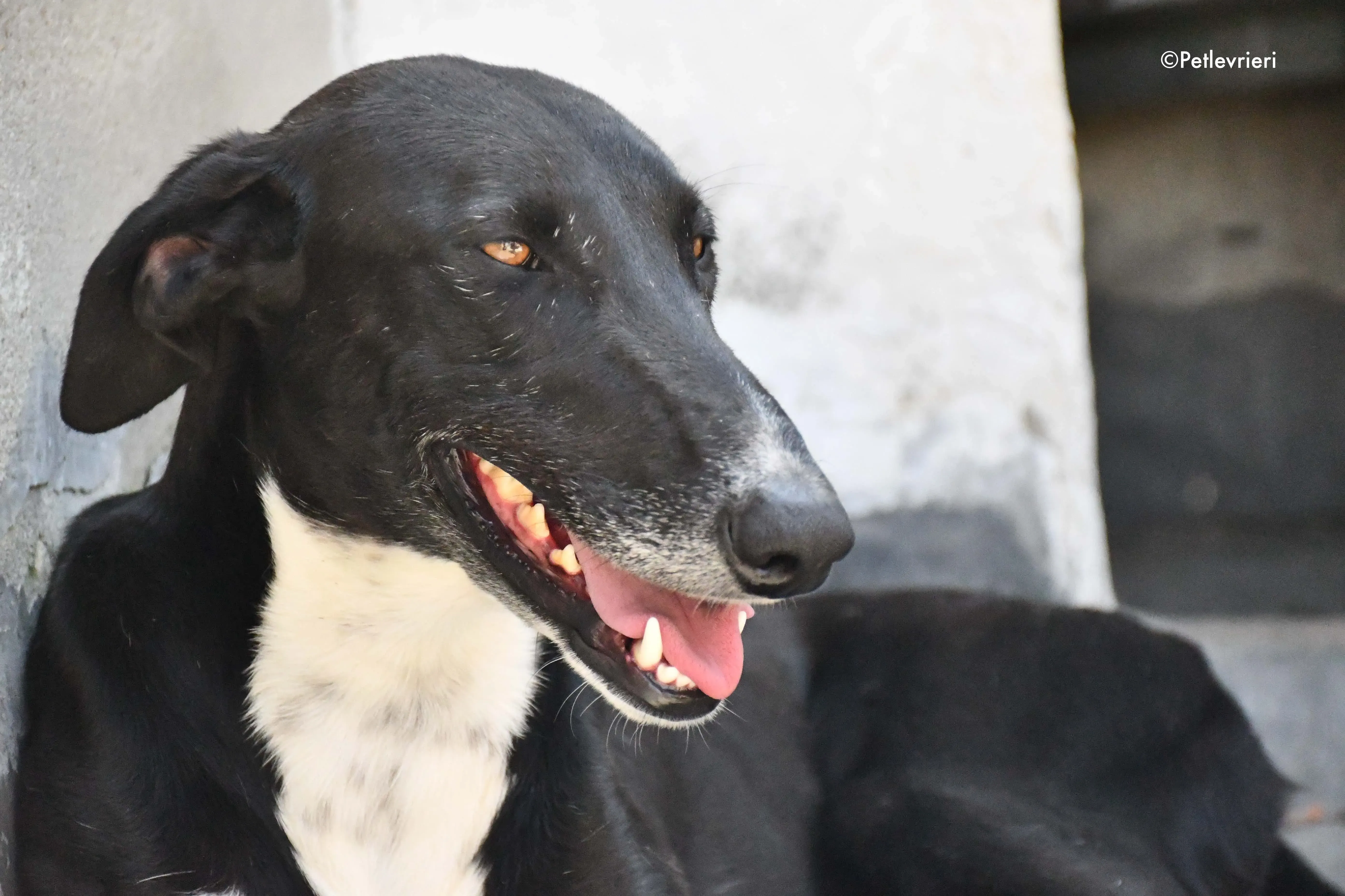 Mirlo adozione levrieri galgo 6