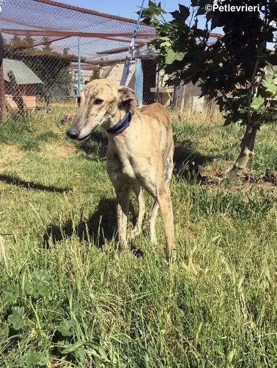 Miro adozione levrieri galgo 11